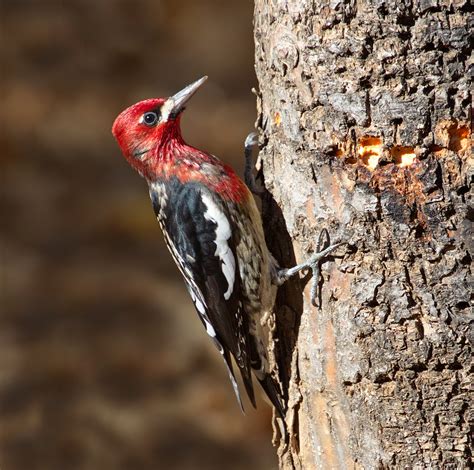 On a walk through the forest you might spot rows of shallow holes in tree bark. Red-breasted Sapsucker | San Diego Bird Spot