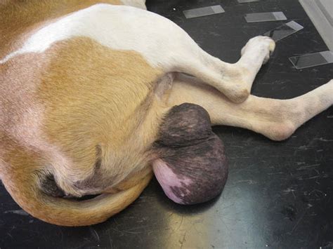 Changes in your dog's bathroom behavior could potentially indicate cancer in the bladder or kidneys. CRUELTY CRUSADE: Dog left dragging tumour-riddled ...