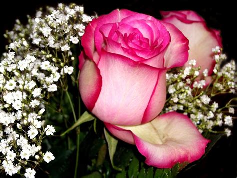 Rosen - Fotos Rosen sieht man oft als edle pflanze, ohne fehler.