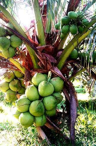 Minyak kelapa dapat meningkatkan fungsi tiroid dengan membantu meningkatkan metabolisme. Minyak Kelapa Dara Asli ABIB