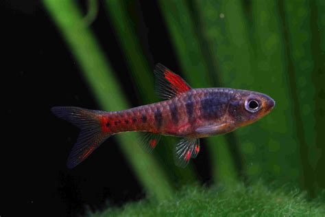 Names that begin with j; Common Fish Names Beginning With J