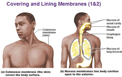 Does animal cell have mucous membrane. Three Types of Membrane