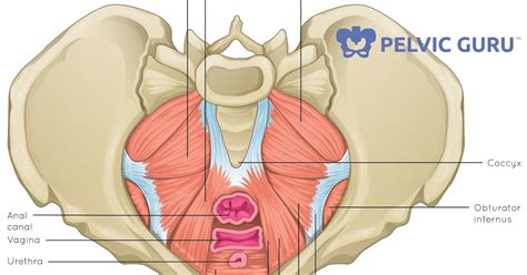 Wow the other night i woke up to excruciating pain on the back side of my hip. Robin Angus' Physical Therapy Blog: Pelvic Floor Muscle ...