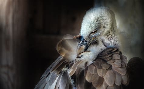 Share of kindness and affection; Streicheleinheiten Foto & Bild | natur, kreativ Bilder auf ...