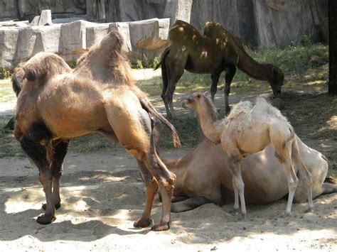 # camels, followed by 468 people on pinterest. Images: Baby camel born at Milwaukee County Zoo