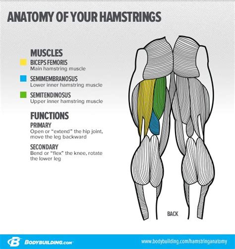 The back anatomy includes the latissimus dorsi, trapezius, erector spinae, rhomboid, & teres major. 3 Essential Moves For Powerhouse Hamstrings