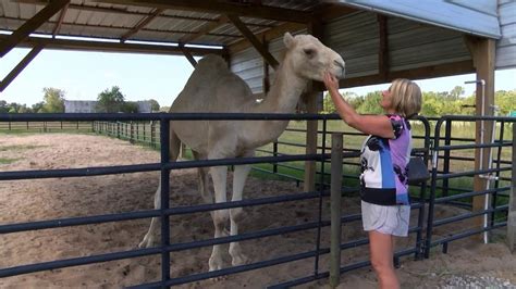 She told deputies she bit the camel to free herself. Woman bites camel's testicle after it sits on her at truck ...