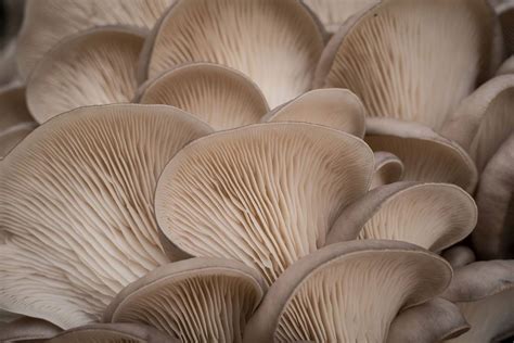 Instead they are propagated through spores. Biohacking Winter: 10 Medicinal Mushrooms You Can Grow ...