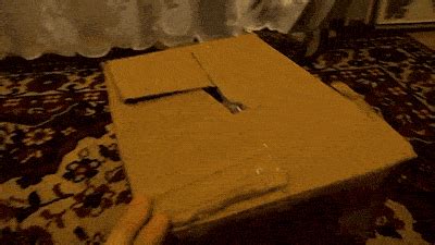 Maybe you would like to learn more about one of these? GIF: Cat Pops Head Out of Box | Gifrific