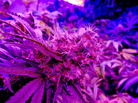 Using led grow lights for cannabis: LED Grow Lights Better than HID for Marijuana