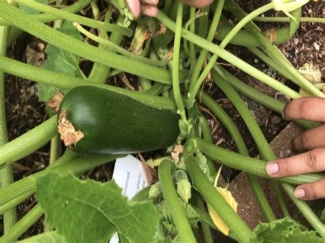 Zucchini is fun and easy so grow, but there's only so much chocolate zucchini cake that one person can eat. How to Harvest Cucumbers and Zucchini - Kansas City ...