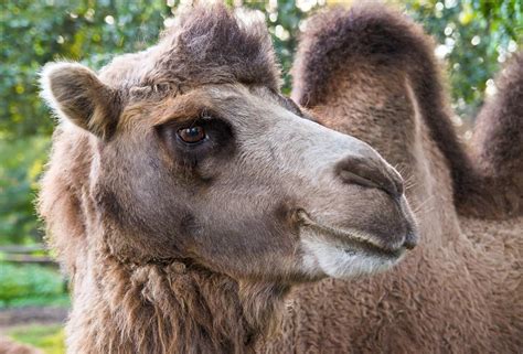 * if your camel has no humps it is probably a llama or sheep. Wild Encounters - Toronto Zoo