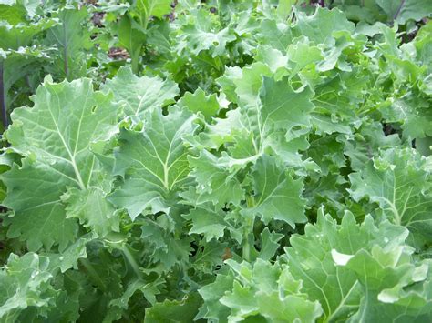 Kale can be curly or flat or even have a bluish tint mixed in with the green. Handy Guide! Fertilizer Needs Of Various Garden Vegetables ...