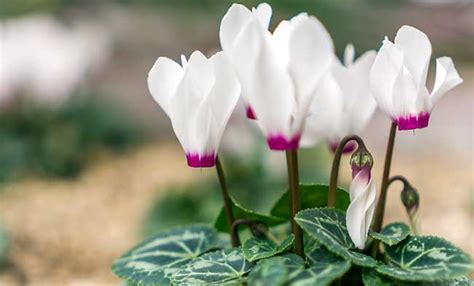 Come bagnare e curare il ciclamino. Ciclamino: i colori e i segreti per mantenerlo bellissimo ...
