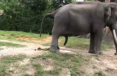 elephant pee poo
