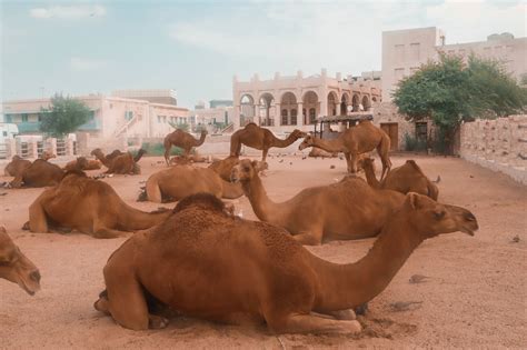 Because camel drinke more water in one time. The Best Places To See Camels In Doha