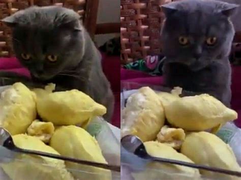 Kucing takut kucing vs timun lucu. Usai Videonya di Dekatkan Pisau Viral, Kucing ini Kembali ...