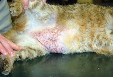 They simply catch and eat them. Cat Skin-Problem Pictures: Lice, Fleas, Ringworms, Ear ...