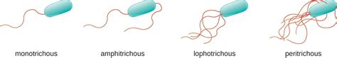 Animal population groups / microbiology. Bacterial Flagella: structure, types and function - Online ...