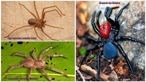 Plage durch giftigste spinne der welt droht. Die giftigsten Spinnen der Welt - Foto und Beschreibung