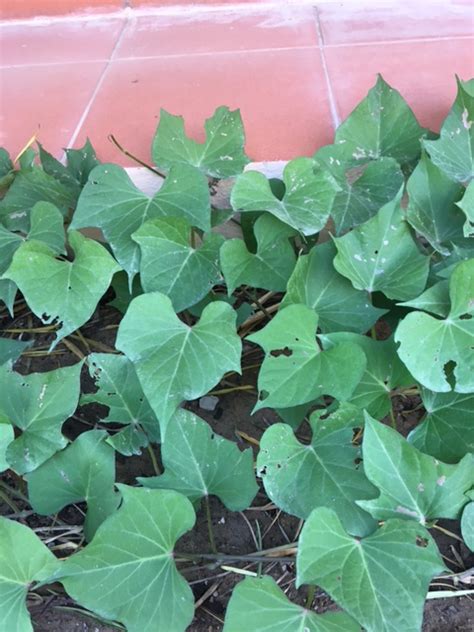 Flea beetles make tiny round pinprick holes in tomato, eggplant, pepper and potato leaves, but while eggplant needs the protection of a fabric barrier, tomatoes, peppers and potatoes usually outgrow flea beetle damage. Sweet potato | Holes on sweet potato leaves