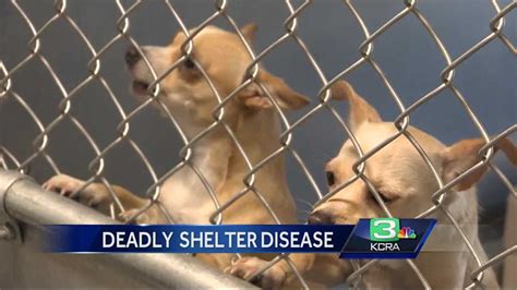 City of stockton animal shelter. Stockton animal shelter plagued with deadly bacteria