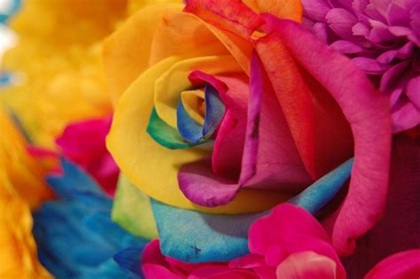 Find and download rainbow flower wallpapers wallpapers, total 19 desktop background. Rainbow Flower Wallpapers - Wallpaper Cave