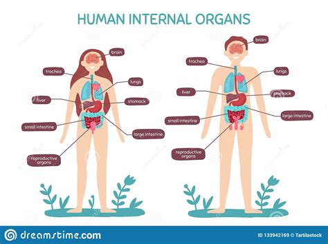 Illustration of an obese woman s internal organs stock photo. Cartoon Human Body Anatomy. Male And Female Internal ...