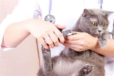 Tips for clipping your cat's nails. Top 5 Best Cat Nail Clippers - What You Need to Know