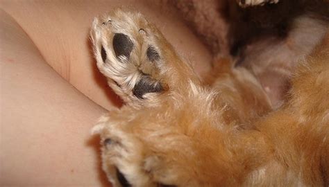 Affordable pet grooming, animal grooming near me, cat grooming, cat grooming near me, cat nail trimming near me. How to Trim a Yorkie's Foot Pads and Toenails | Animals ...
