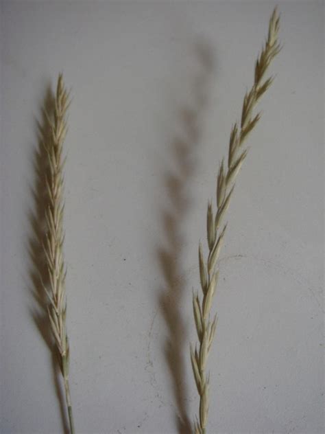 Das deutsche weidelgras, auch ausdauernder lolch (lolium perenne) genannt, ist eine ausdauernde pflanzenart aus der familie der süßgräser (poaceae). In das wertvolle Gras beißen - Wanderungen, Kurse, Shows ...