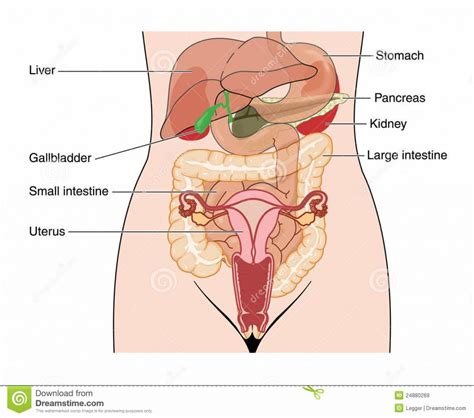 Female abdominal anatomy pictures, download this wallpaper for free in hd resolution. Inside Female Human Body - koibana.info | Anatomy organs ...