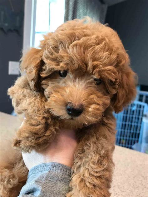 Our parents are genetic and ofa tested to ensure a healthy puppy. Red Goldendoodle Puppies For Sale California ...