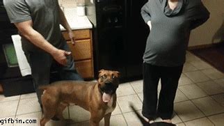 Hot ex girlfriend want extreme fuck. Dog Protects Pregnant Woman's Belly | Best Funny Gifs ...