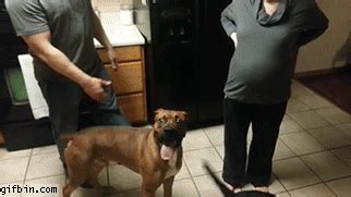 But here's what we do know: Dog Protects Pregnant Woman's Belly | Best Funny Gifs ...