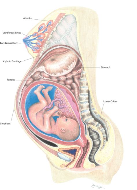 Function of hormones secreted during pregnancy. Pin on Cuff Ideas