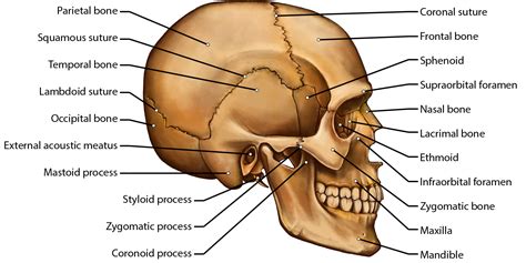 The human head, the component that incorporates the. Brittany Clark - Skull