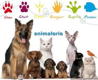Poules, lapin, chiens, oiseaux, poissons, reptiles… Animalerie: définition et explications