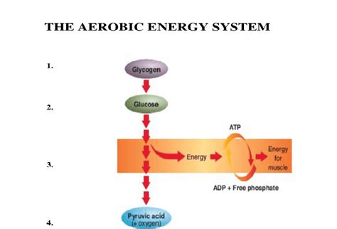 Aerobic and anaerobic metabolism with moderate exertion, carbohydrate undergoes aerobic metabolism. The Role Of Carbohydrate, Fat And Protein As Fuels For ...