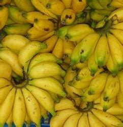 Buah asli asia tenggara ini sebenarnya sangat. Anim Agro Technology: PISANG MASAK 40 HARI