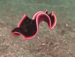 There is no question that the sea holds mysteries and inhabitants beyond our imagination, that we are yet to but when he lifted his camera back up, robertson later realised a mysterious creature had. A Living, Swimming Ribbon: the Glorious Flatworm ...