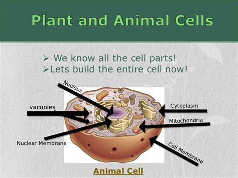 Animal and plant cells worksheet answer key oxford illustrated science encyclopedia. mpodolan_EDU290