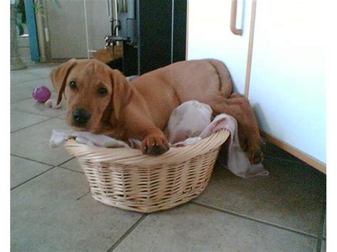 Wie geht's weiter zwischen vettel und hamilton? Labrador retriever (Formel 1) Exit - 2007 - Exit er en ...