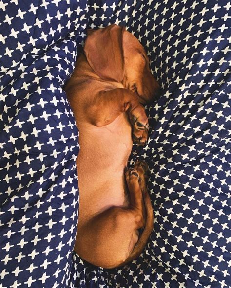Let's be honest, your pup can probably fall asleep just about anywhere. Top Funny Dachshund Sleeping Positions And What They Mean ...