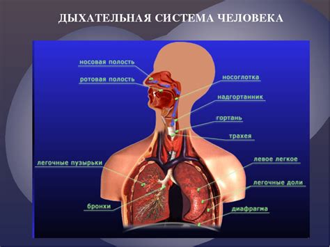 Дыхательная система человека - Библиотека Невероятных Фактов