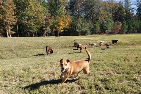 Visit your local chester petsmart store for essential pet supplies like food, treats and more from top brands. Online Forms and Policies | Chester Animal Clinic