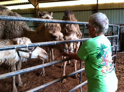 While this may not be the case, it appears that whales who. OkieJ On The Road: Passow's Camel Farm near Perry OK