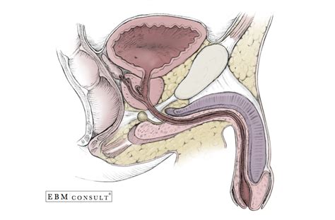 The male anatomy (male reproductive organs). Male Genitourinary Anatomy - Bladder, Prostate, Penis in ...