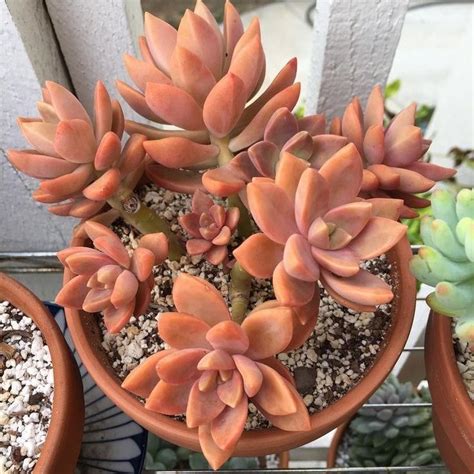 A hybrid cross between graptopetalum paraguayense and sedum adolphi. Graptosedum 'California Sunset' | Suculentas, Plantas ...