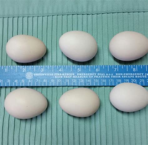 Derbyshire redcap chickens is a fantastic breed for the homesteader wanting a steady production of both meat and eggs. Derbyshire Redcap For Sale | Chickens | Breed Information ...
